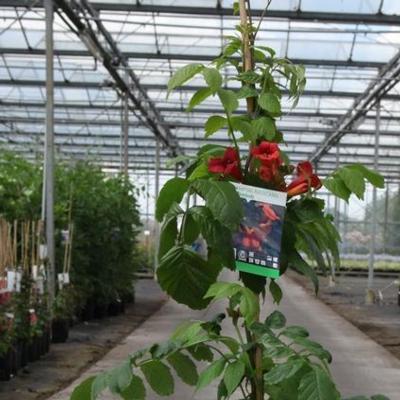 campsis-radicans-stromboli