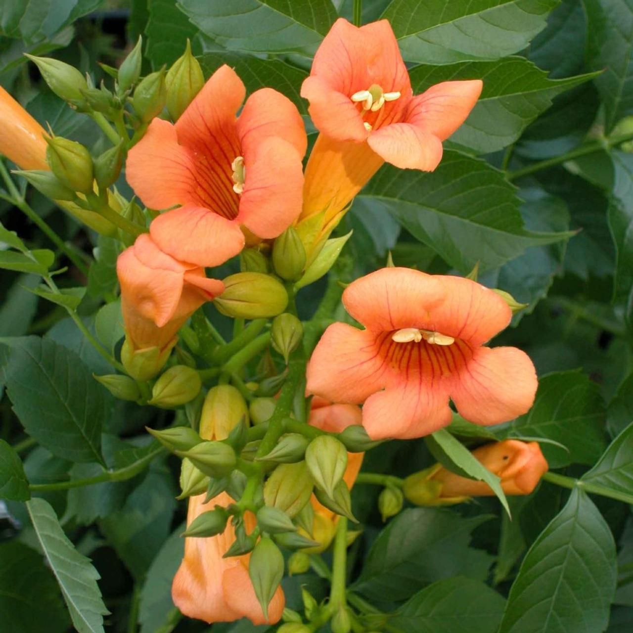 Campsis tagliabuana 'Indian Summer' plant