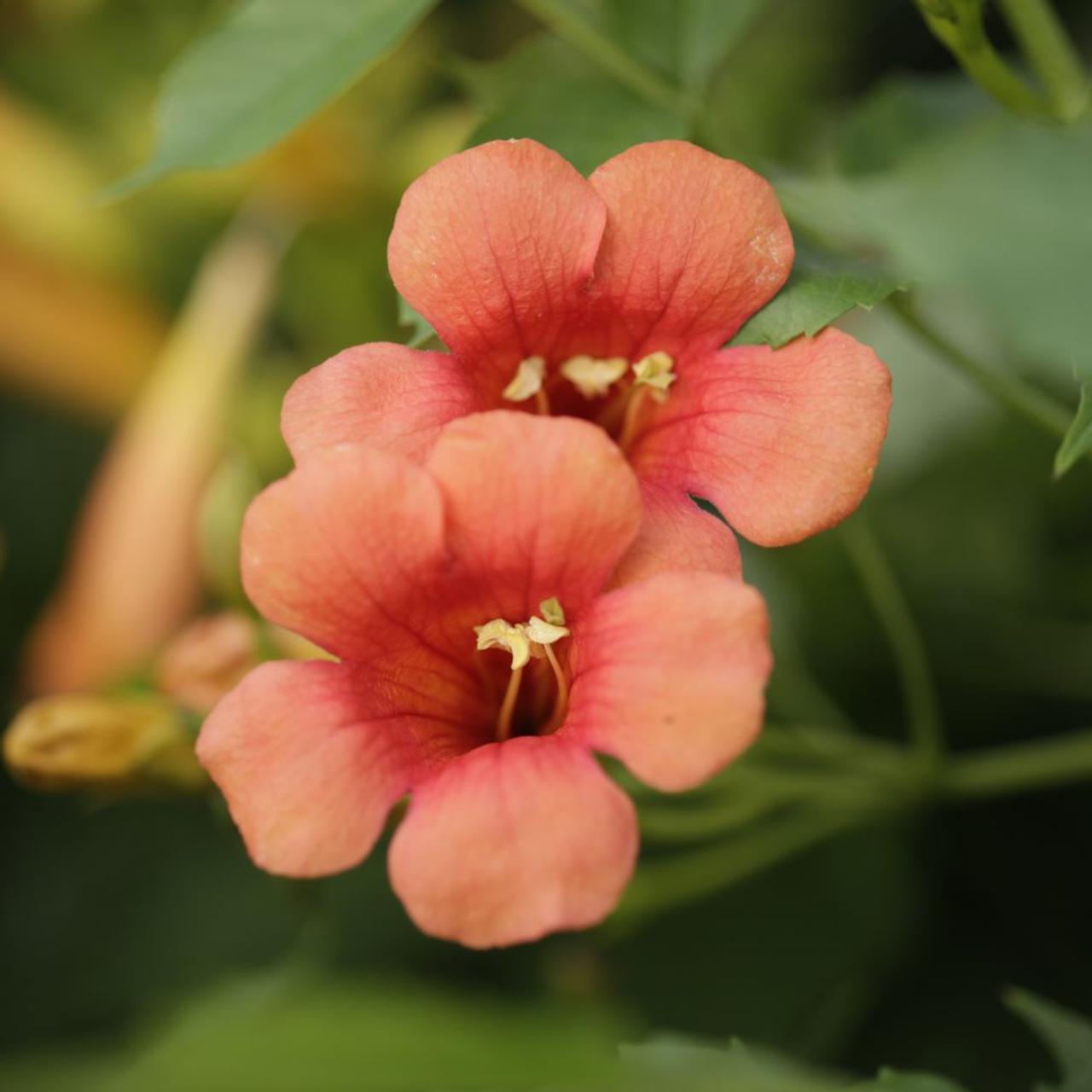 Campsis tagliabuana 'Madame Galen' plant