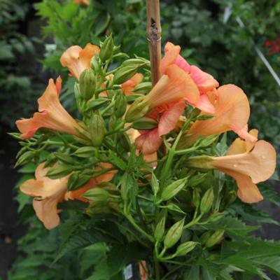 campsis-tagliabuana-summer-jazz-sunrise-gold
