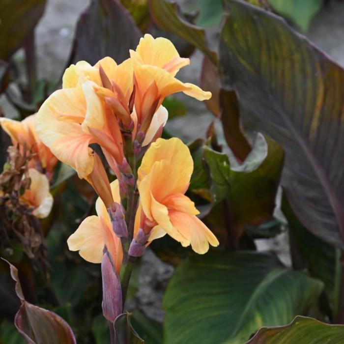 Canna 'Apricot Dream' plant