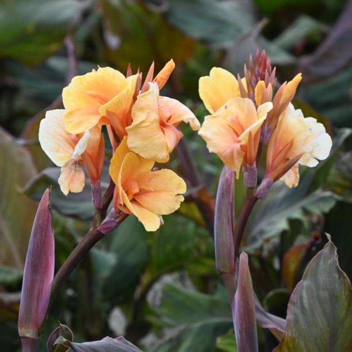 Canna 'Apricot Dream' plant