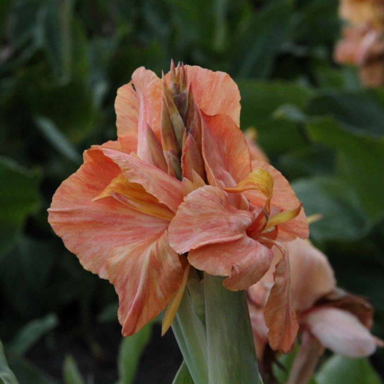 Canna 'Champion' plant