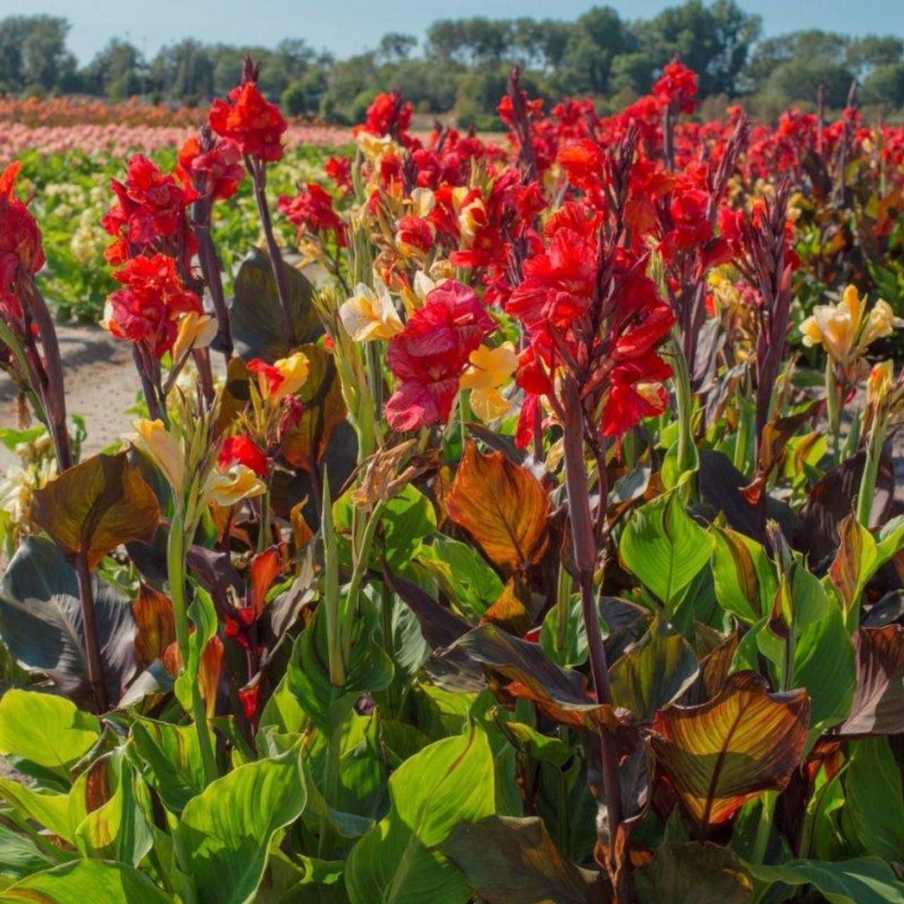 Canna 'Cleopatra' Red plant