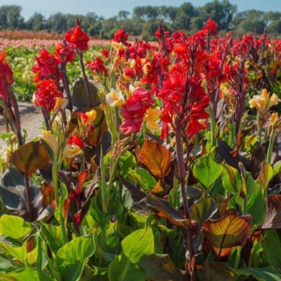 canna-cleopatra-red