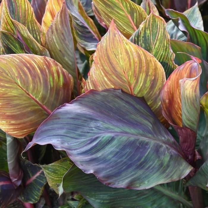 Canna 'Durban' plant