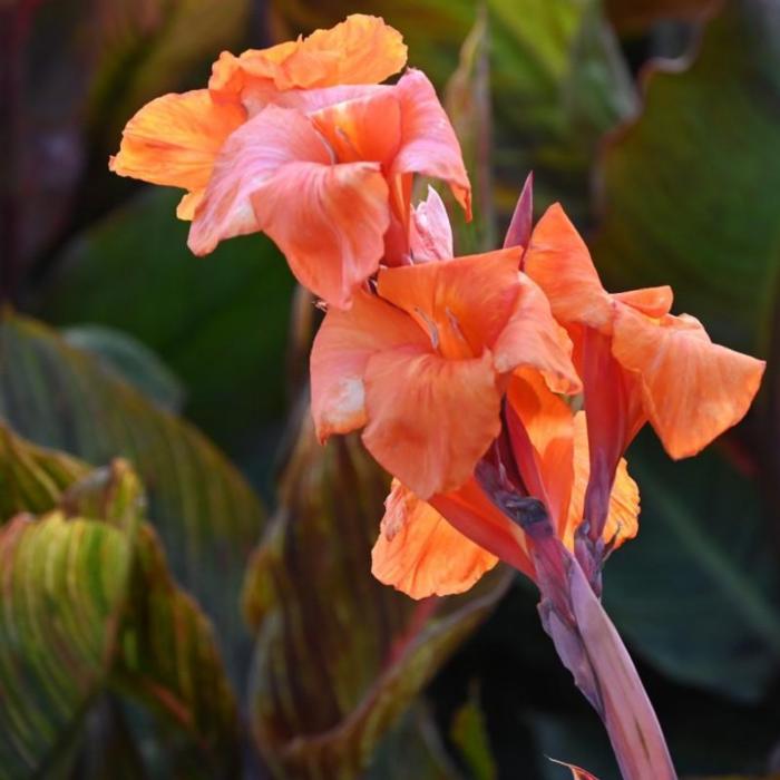 Canna 'Durban' plant