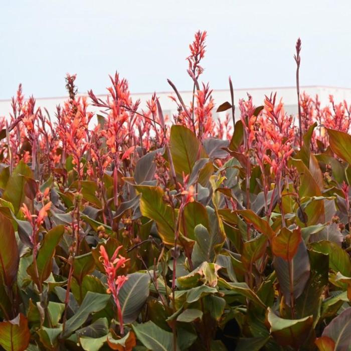 Canna edulis plant