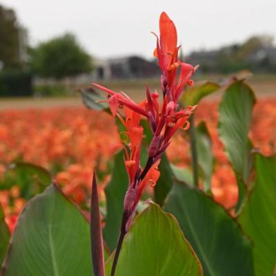 canna-edulis