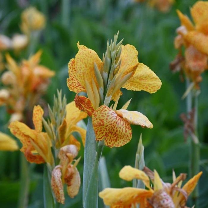 Canna 'En Avant' plant