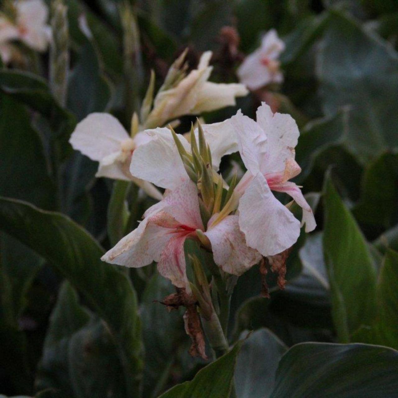 Canna 'Fantasy' plant