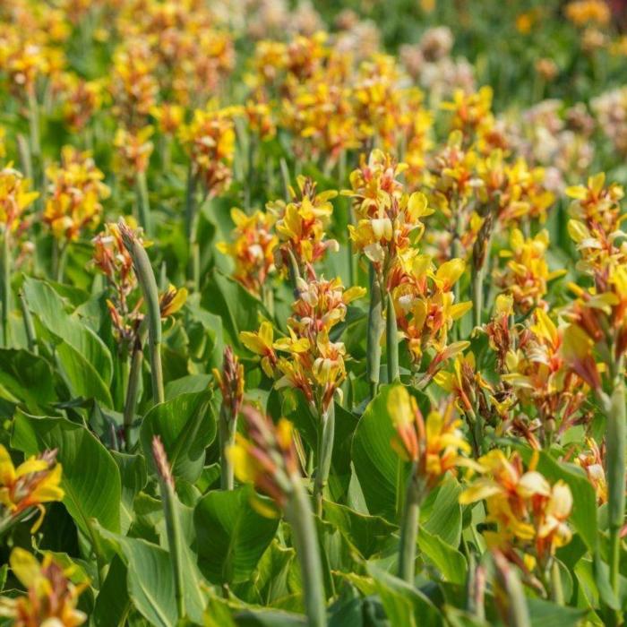 Canna 'Fiësta' plant