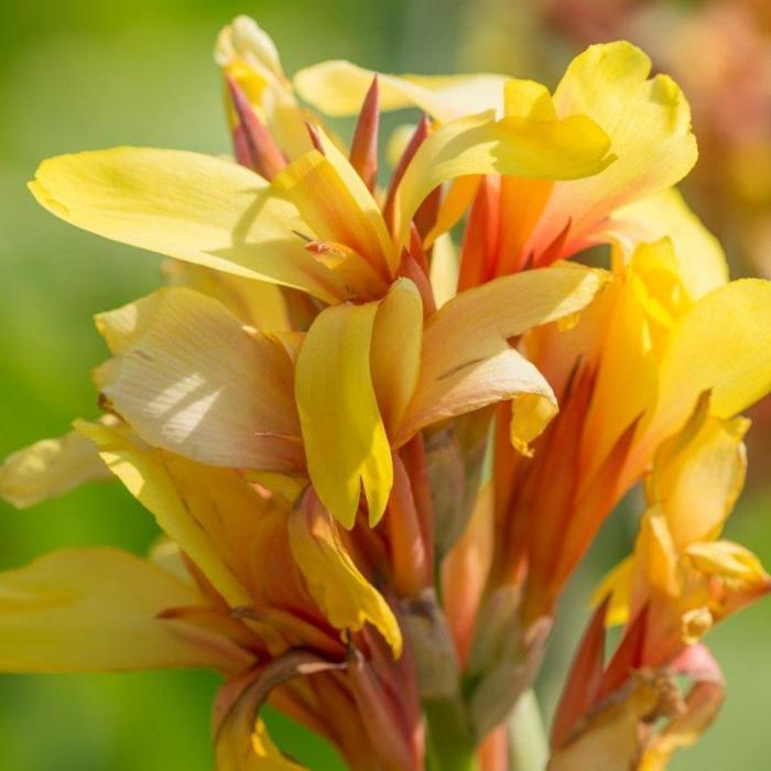 Canna 'Fiësta' plant