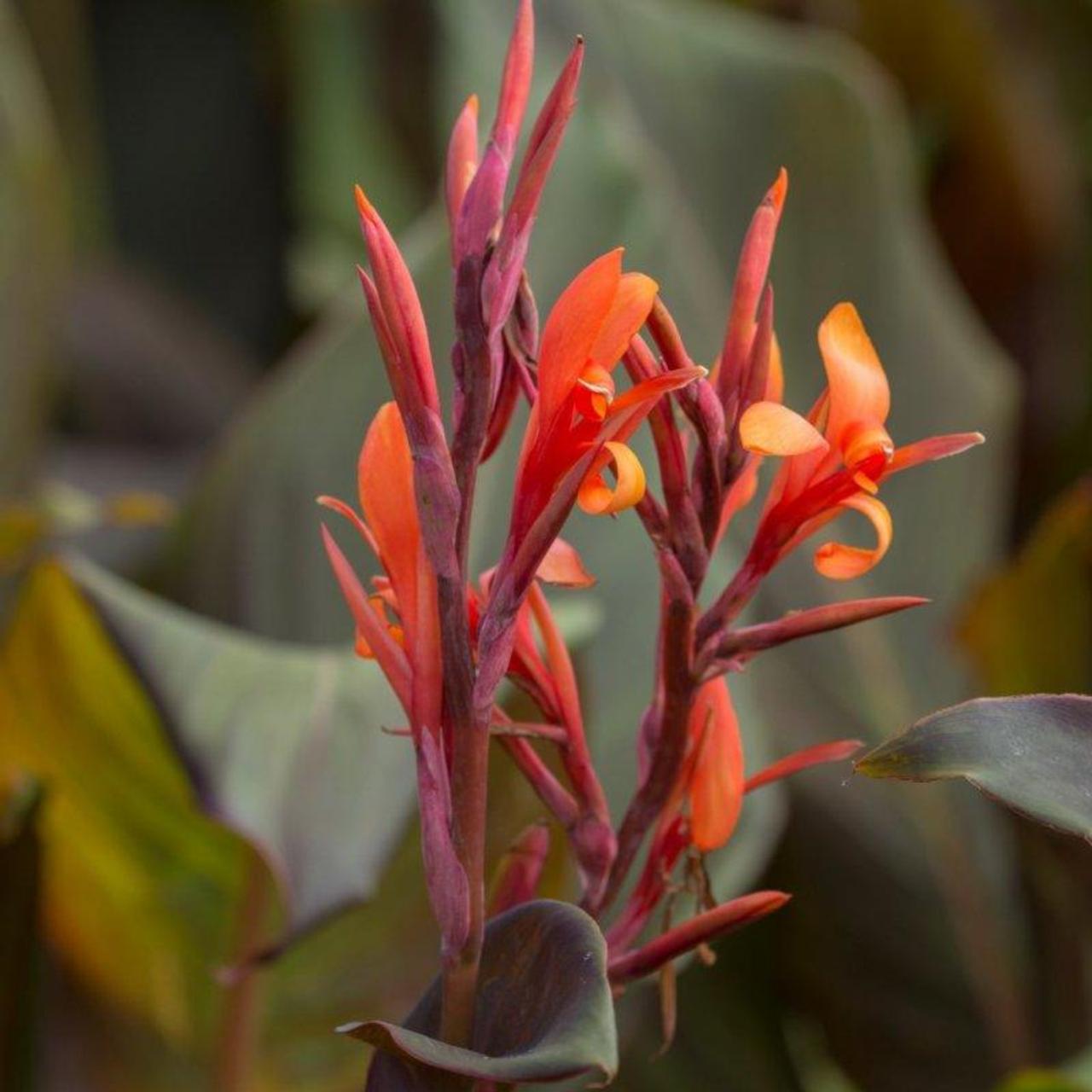 Canna indica 'Purpurea' plant