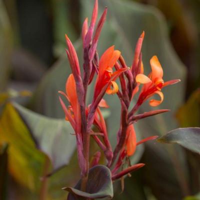 canna-indica-purpurea