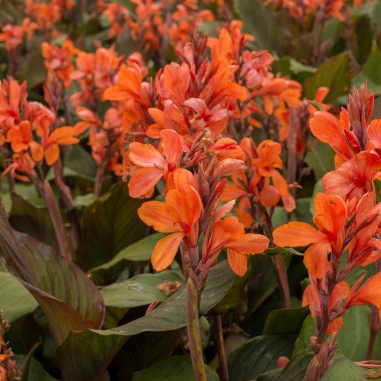 Canna 'Ingeborg' plant