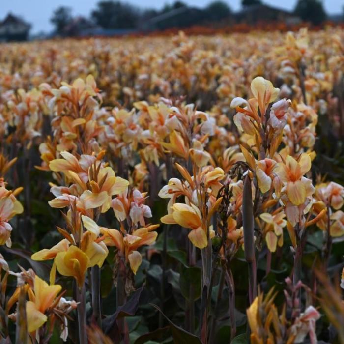 Canna 'Madame Angele Martin' plant