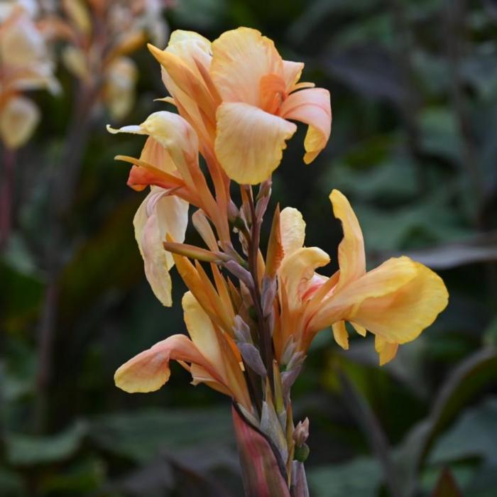 Canna 'Madame Angele Martin' plant