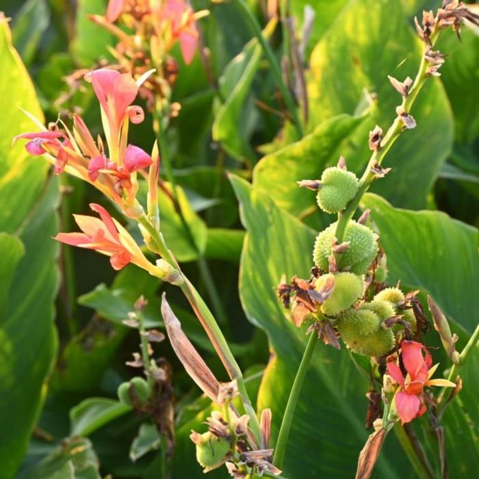 Canna 'Mandarine Orange' plant