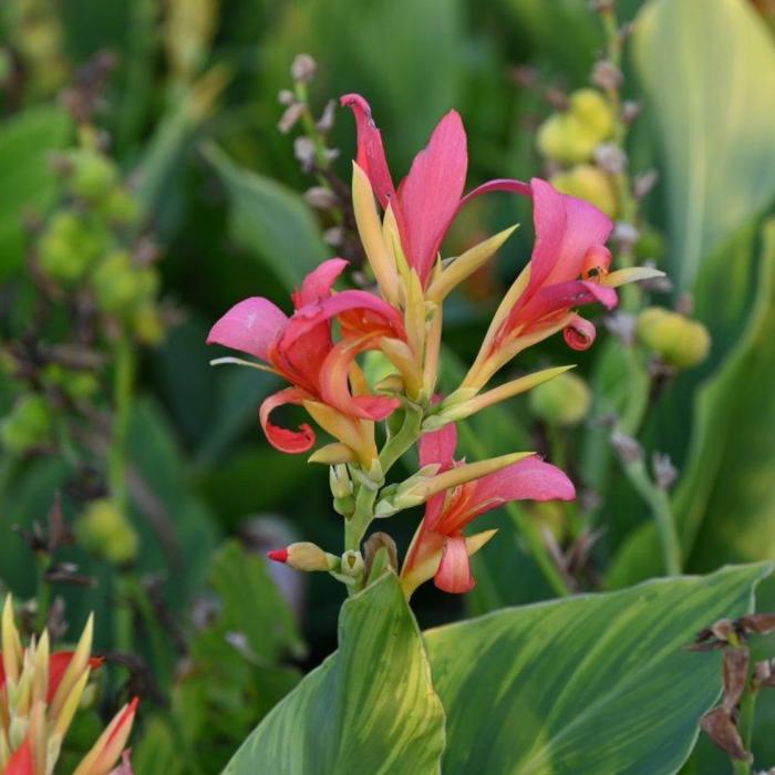 Canna 'Mandarine Orange' plant