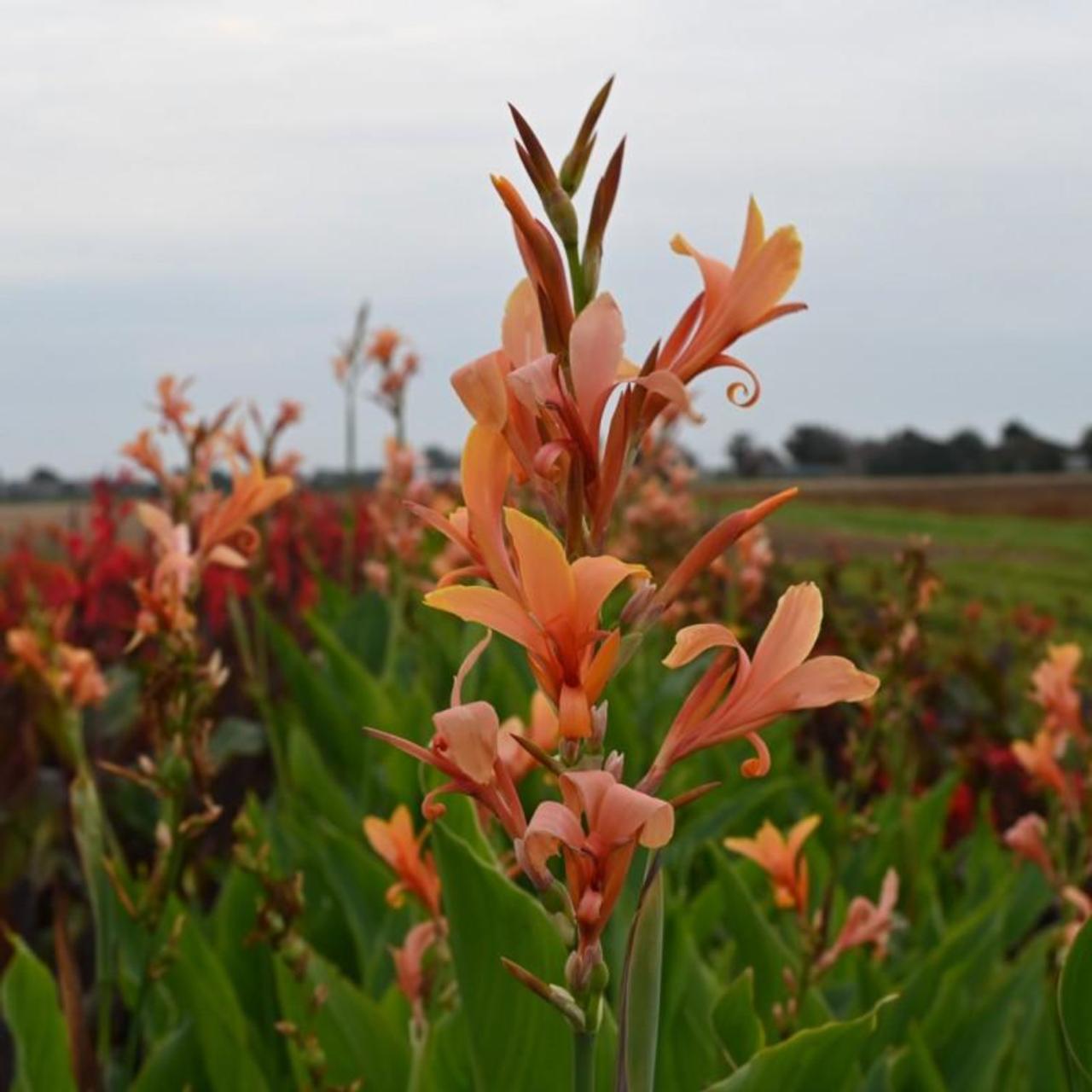 Canna 'Omega' plant