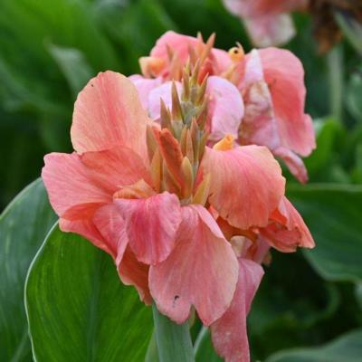 canna-pink-princess
