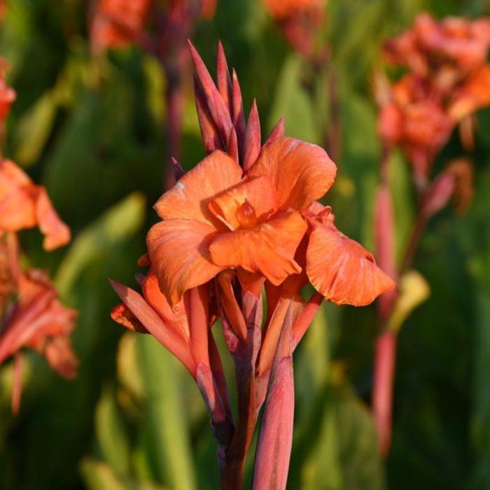 Canna 'Pretoria' plant