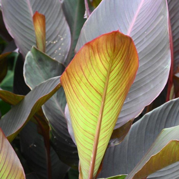 Canna 'Red Stripe' plant