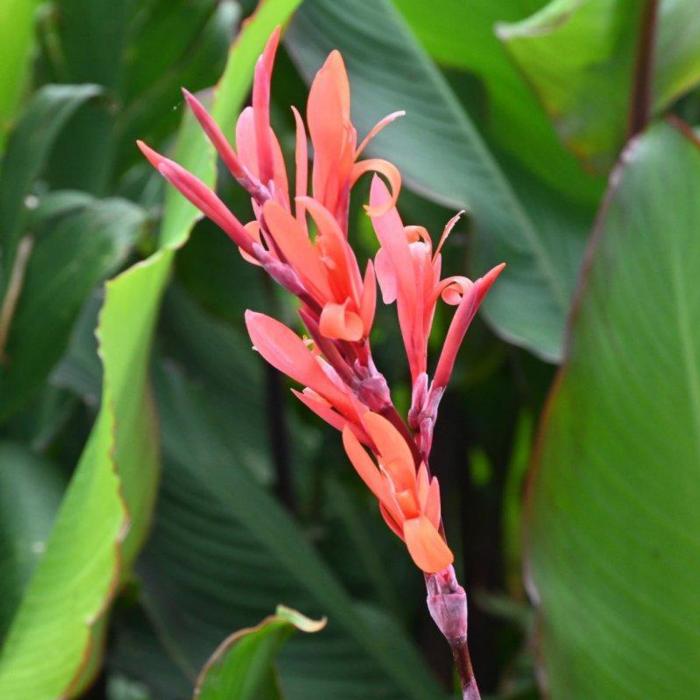 Canna 'Red Stripe' plant