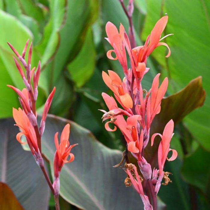 Canna 'Red Stripe' plant