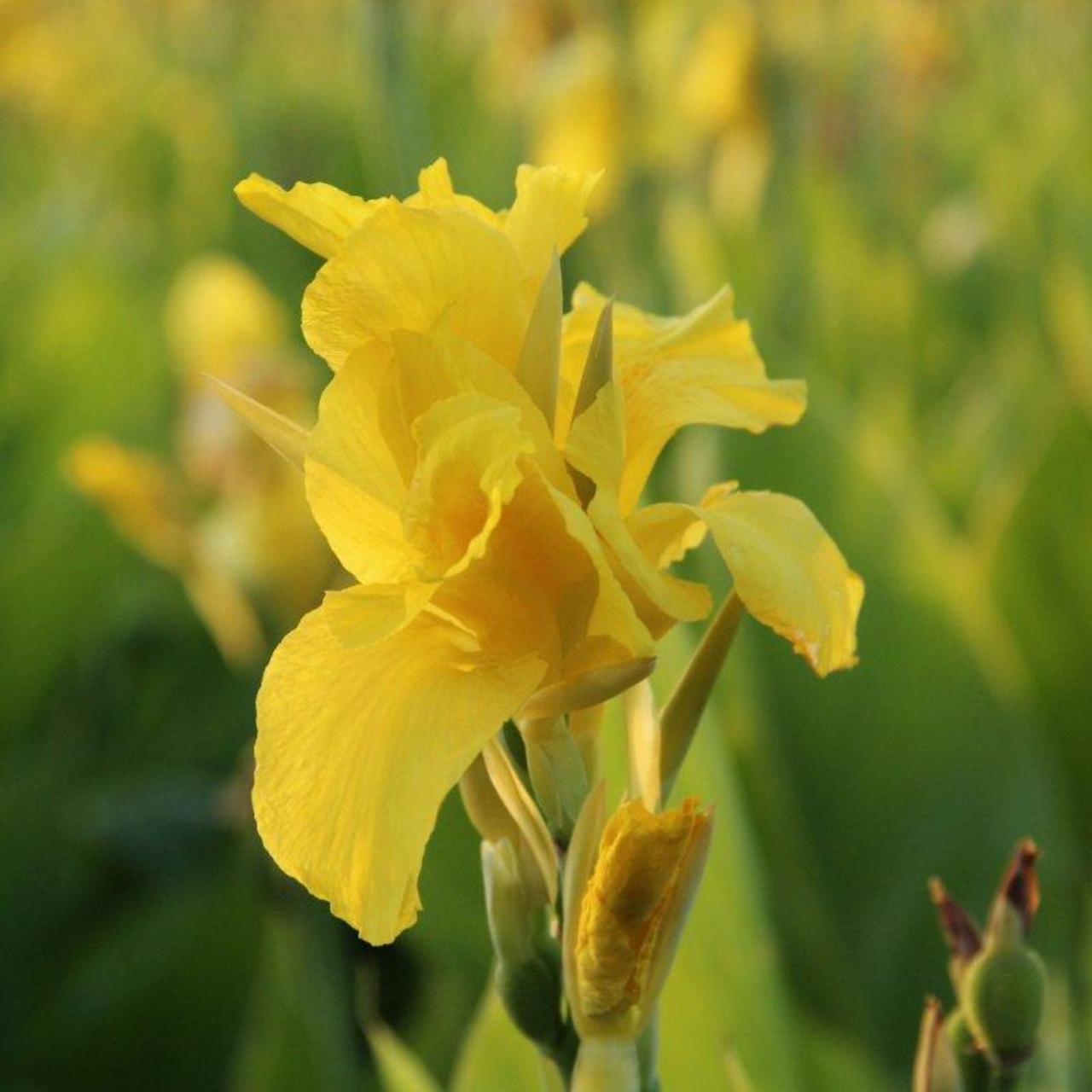 Canna 'Richard Wallace' plant