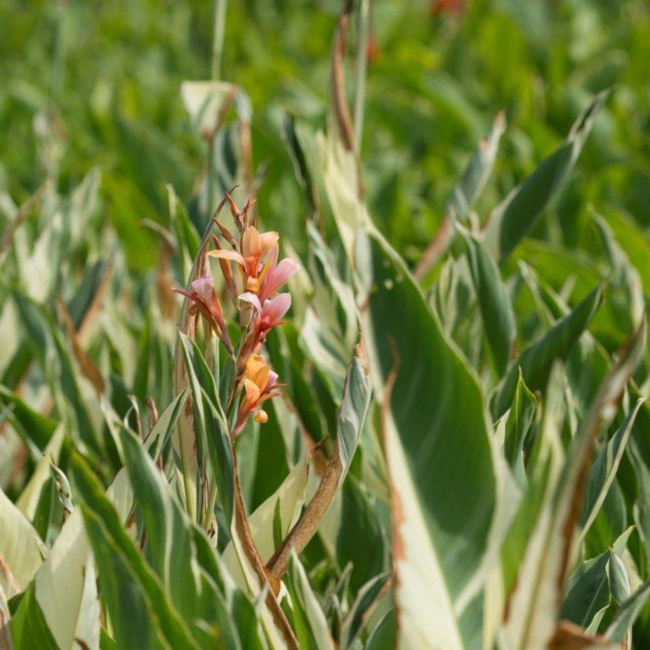 Canna 'Stuttgart' plant