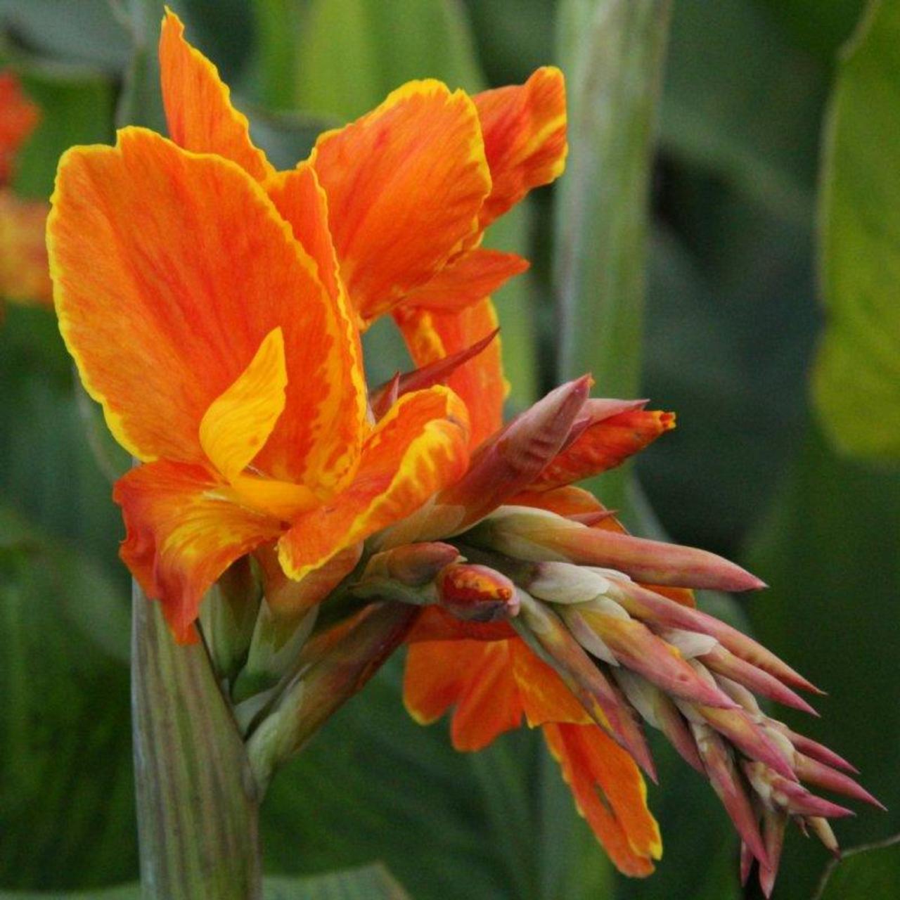 Canna 'Taroundant' plant