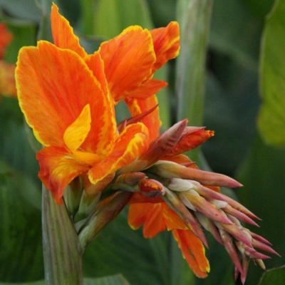 canna-taroundant