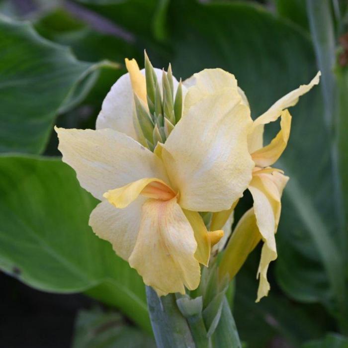 Canna 'Vanilla Cream' plant