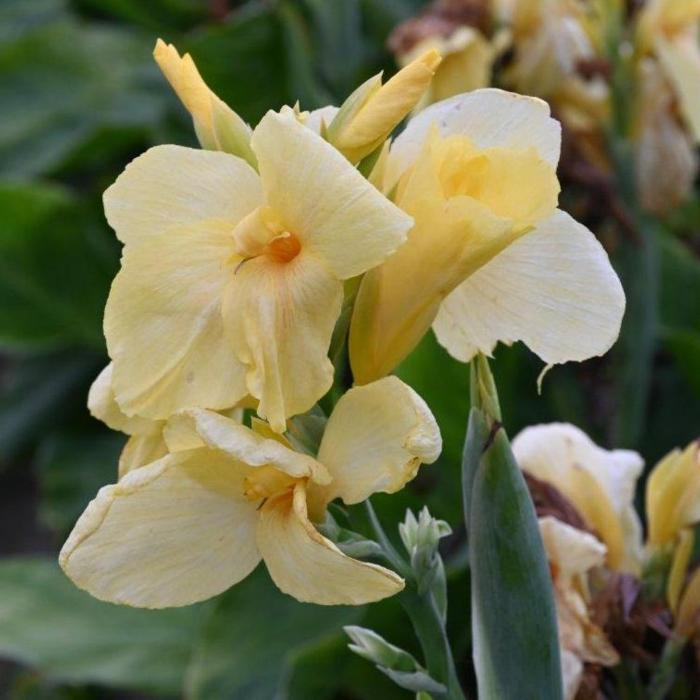 Canna 'Vanilla Cream' plant