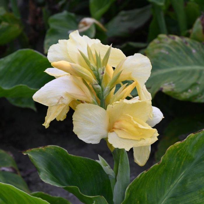 Canna 'Vanilla Cream' plant