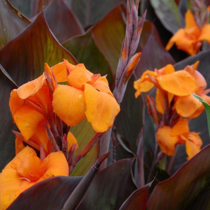 Canna 'Wyoming' plant