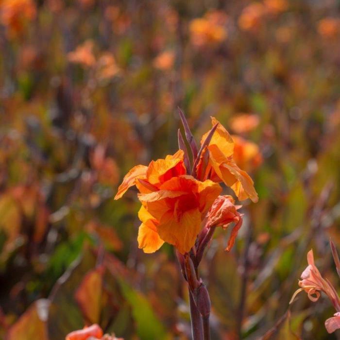 Canna 'Wyoming' plant