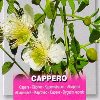 capparis-spinosa