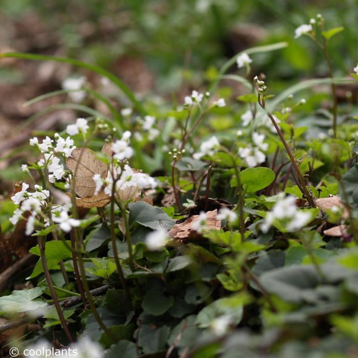 Cardamine trifolia plant