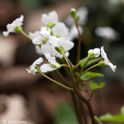 cardamine-trifolia