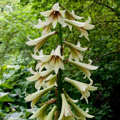 cardiocrinum-giganteum