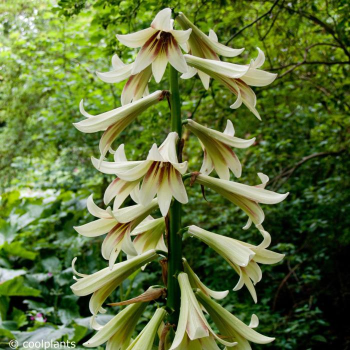 Cardiocrinum giganteum plant