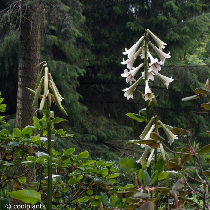 Cardiocrinum giganteum plant