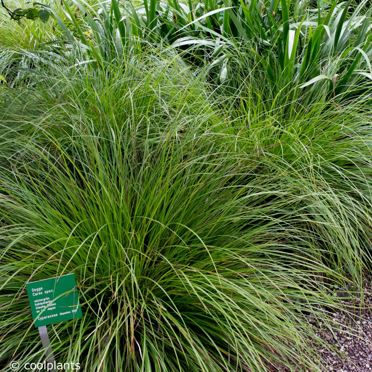 Carex 'Kyoto' plant