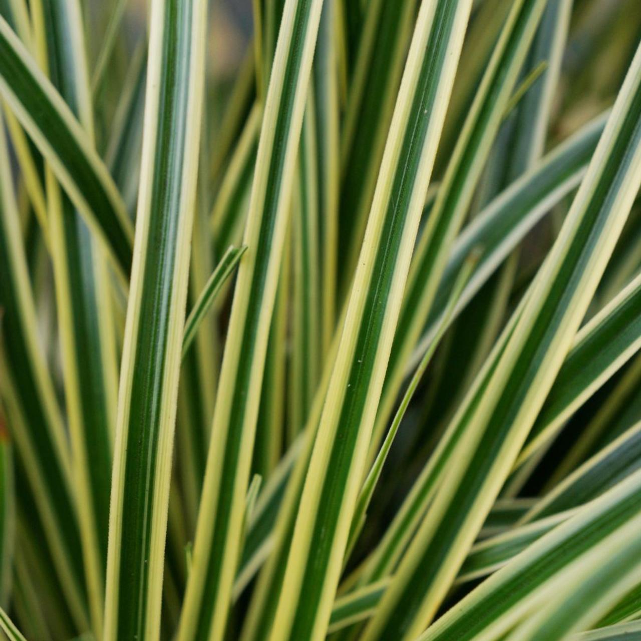 Carex oshimensis 'Evercream' plant