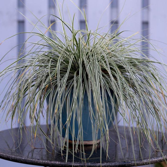 Carex oshimensis 'Everest' plant