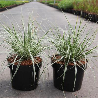 carex-oshimensis-everest