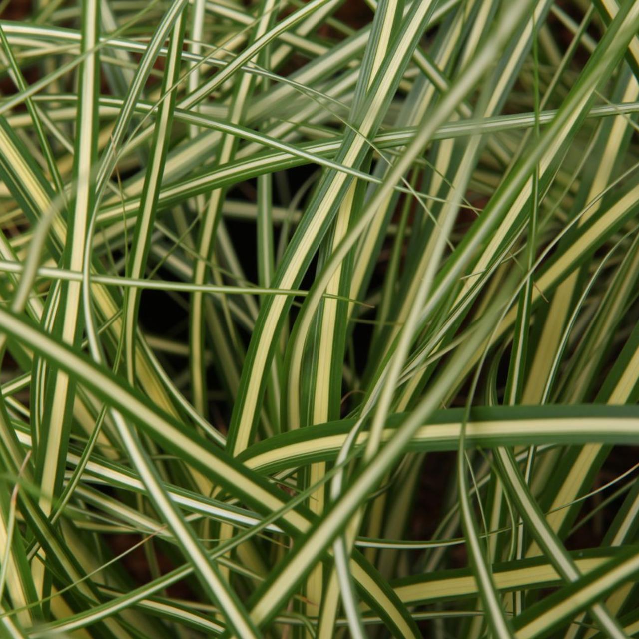 carex-oshimensis-evergold Carex oshimensis 'Evergold' plant